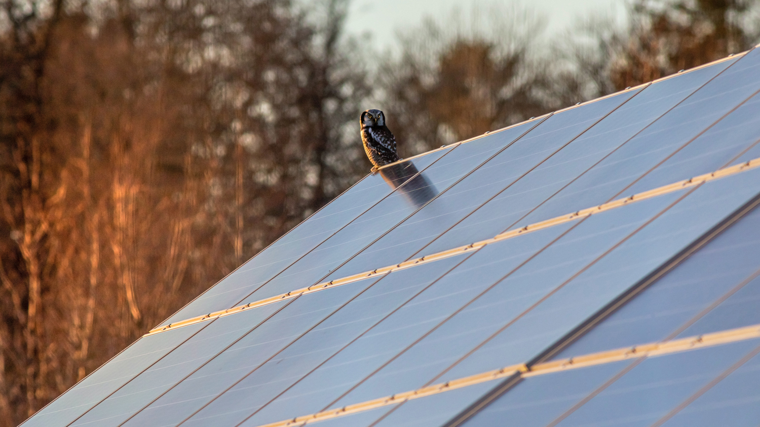 Pöllö istumassa aurinkopaneelien reunalla.