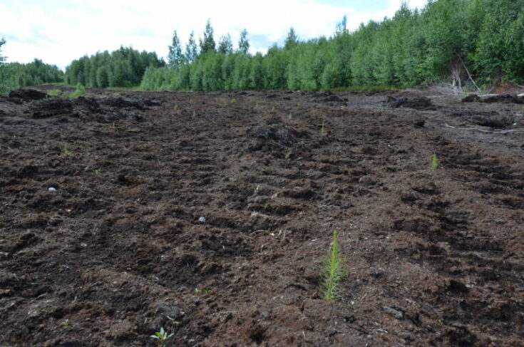 Männyn taimenia on istutettu runsaasti Ohranevan metsityskohteessa. Tulevina vuosina seurataankin sitä, miten istutukset lähtevät kasvamaan entisellä turvetuotantoalueella.