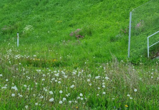 Vanhalla nurmialueella kukkivat laikkuihin kylvetyt niittykasvit. Kuvan on ottanut Katri Nyberg.