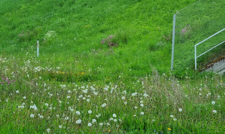 Vanhalla nurmialueella kukkivat laikkuihin kylvetyt niittykasvit. Kuvan on ottanut Katri Nyberg.